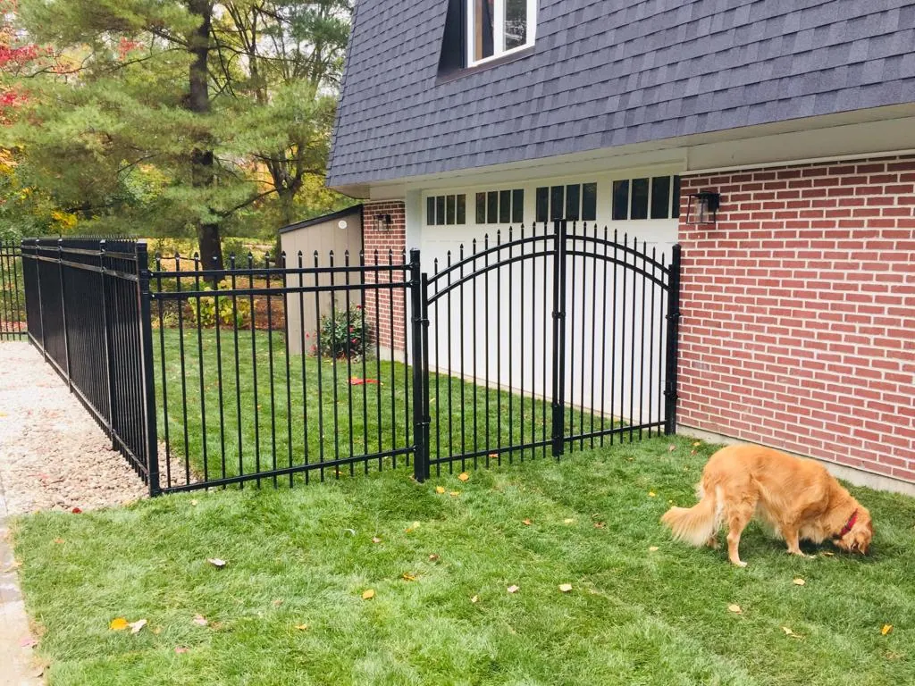 a black ornamental iron fence encloses a grassy yard next to a brick house. a golden retriever is sniffing the grass.