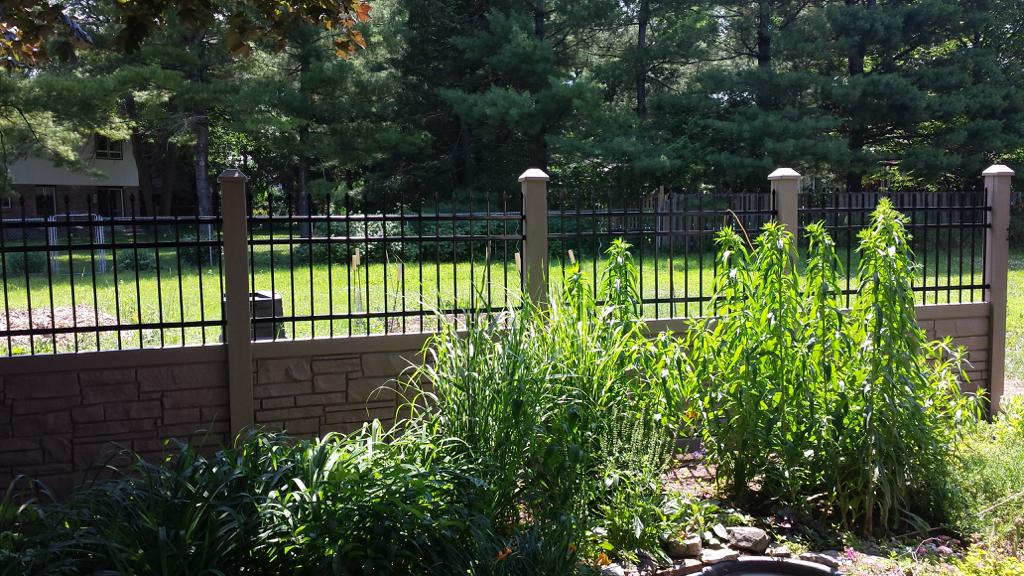 Tall green plants grow near a wooden and metal privacy fence, with a grassy yard and trees visible in the background on a sunny day.