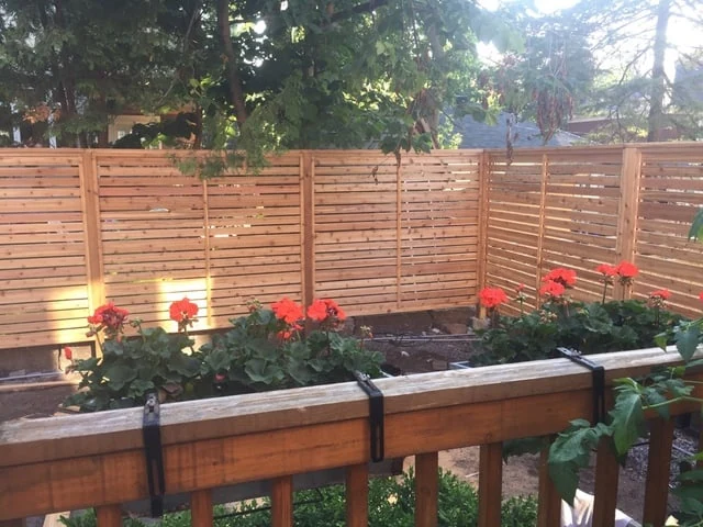 the garden scene features red flowers in bloom, neatly aligned on a wooden deck railing. a row of wooden fences encloses the space, with trees visible in the background.